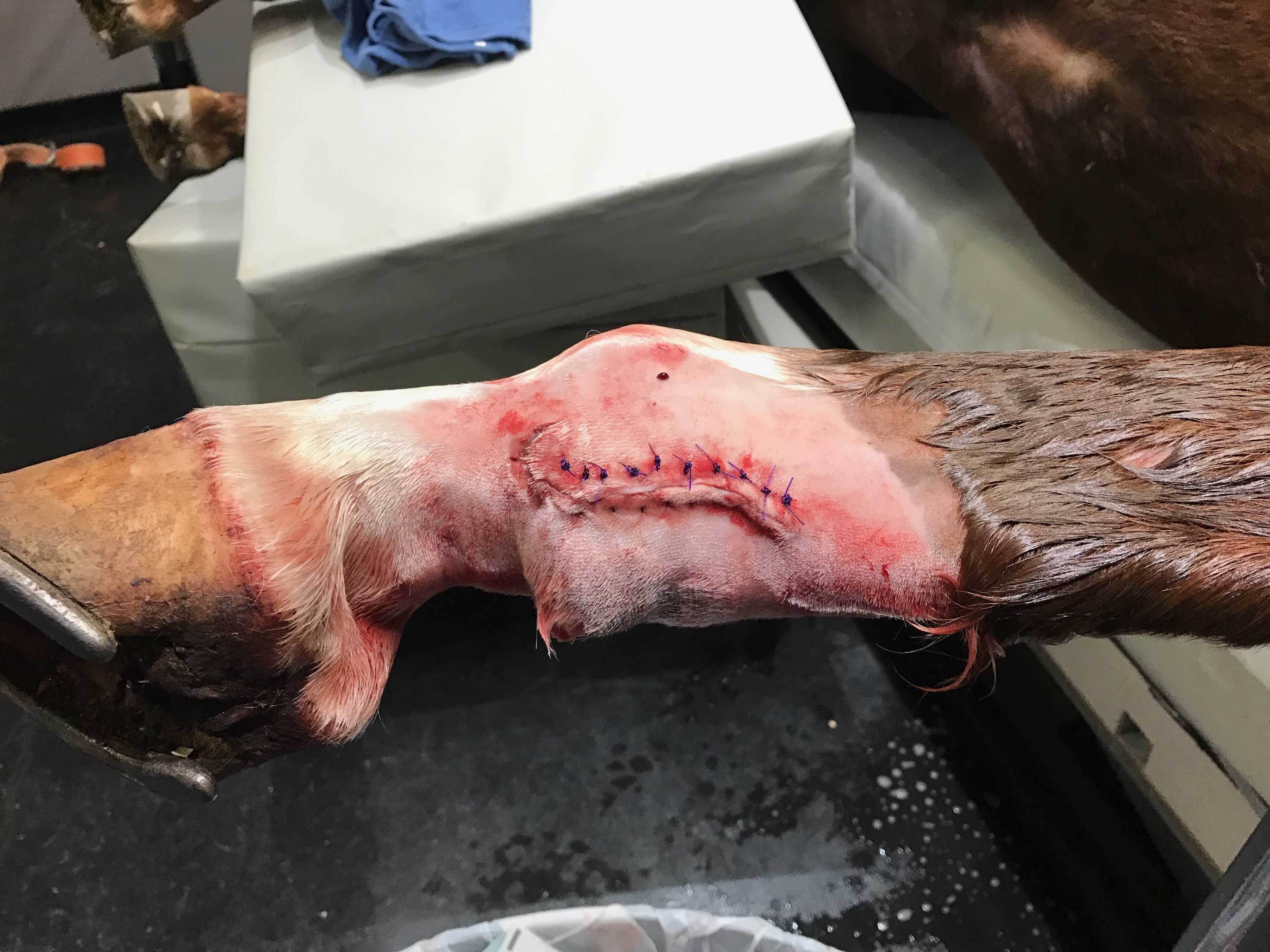 Image of Lena's injury stitched up.